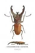 cyclommatus lunifer